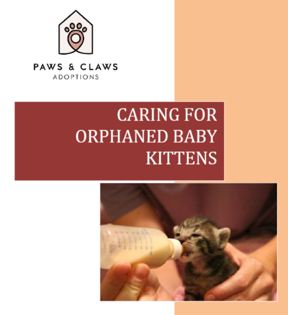 Caring for Orphan Baby Kittens Guide